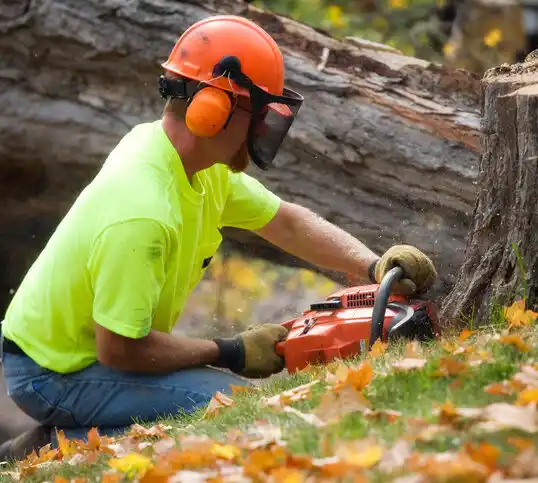 tree services Carter Springs